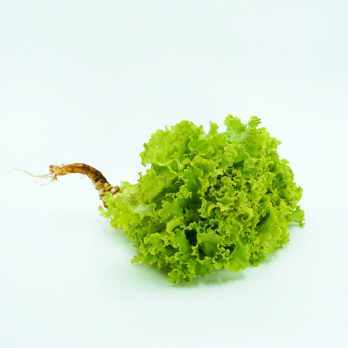 Celery